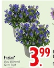 Enzian im EDEKA Prospekt Enzian im aktuellen EDEKA Prospekt für 3,99 €
