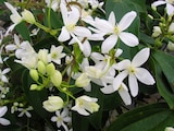 Clématite armandii ECLOZ - ECLOZ à 19,99 € dans le catalogue Jardiland