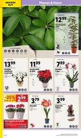 Orchidée Angebote im Prospekt "Des fêtes magiques à prix LIDL" von Lidl auf Seite 4