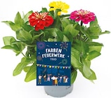 Farbenfeuerwerk Trio für 3,49 € bei Netto mit dem Scottie im Angebot Farbenfeuerwerk Trio im aktuellen Netto mit dem Scottie Prospekt