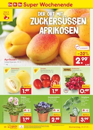 Netto Marken-Discount Zimmerpflanzen im Prospekt Netto Marken-Discount Zimmerpflanzen im Prospekt