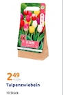 Aktuelles Tulpenzwiebeln Angebot bei Action in Hamm ab 2,49 €