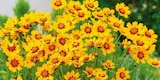 Hagebaumarkt Neu Gülze - Sommerblüher Angebot im Prospekt Sommerblüher bei Hagebaumarkt im Neu Gülze Prospekt für 5,99 €