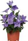 Globus-Baumarkt - Großblütige Ballonblume Angebot im Prospekt Großblütige Ballonblume bei Globus-Baumarkt im Prospekt "" für 2,99 €