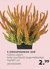 KNOSPENHEIDE 'ZOE' von  im aktuellen Dehner Garten-Center Prospekt für 2,99 €