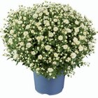Gros chrysanthème - Lidl à Chatou Gros chrysanthème en promo chez Lidl Chatou à 3,89 €