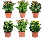 Kalanchoe à Carrefour dans Saint-Jean-Lespinasse Kalanchoe à Carrefour dans Saint-Jean-Lespinasse