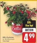 XXL-Fuchsien von Bella für 4,99 € bei E center im Angebot XXL-Fuchsien von Bella im aktuellen E center Prospekt