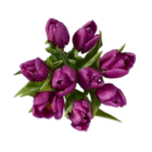 Tulpen Angebote bei Lidl Jena für 2,49 €