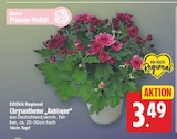 Chrysantheme „Aubisque“ im Angebot bei E center in Berlin Chrysantheme „Aubisque“ Angebote von EDEKA Regional bei E center Berlin für 3,49 €