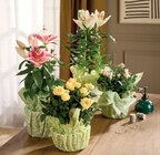 PLANTE FLEURIE PRÊT À OFFRIR DANS UNE COLLERETTE - Intermarché Super à Mérignac PLANTE FLEURIE PRÊT À OFFRIR DANS UNE COLLERETTE en promo chez Intermarché Super Mérignac à 11,99 €