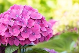 Bauernhortensie im Angebot bei PROFI Wesch in Eisenach Bauernhortensie Angebote bei PROFI Wesch Eisenach für 18,99 €