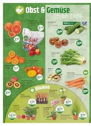 ALDI SÜD Pflanzen Angebot & Preis im aktuellen Prospekt 🧡