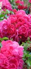 Aktuelles Zwerg- oder Bodendeckerrose Angebot bei Pflanzen Kölle in Heilbronn ab 9,99 €
