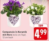 EDEKA Bruchsal - Campanula in Keramik mit Herz Angebot im Prospekt Campanula in Keramik mit Herz bei EDEKA im Bruchsal Prospekt für 4,99 €