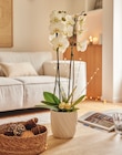 Promo Phalaenopsis à 16,99 € dans le catalogue Jardiland à Saint-Parres-aux-Tertres