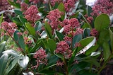 Jardiland Grâce-Uzel - Promo Skimmia japonica "Gold collection"® Promo Skimmia japonica "Gold collection"® à 14,99 € dans le catalogue Jardiland à Grâce-Uzel