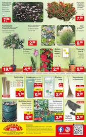 Hortensie im Zimmermann Prospekt in Garbsen Aktueller Zimmermann Prospekt mit Hortensie, "Mehr als Du denkst!", Seite 10