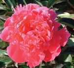 Promo Pivoine à 8,95 € dans le catalogue LaMaison.fr à La Ferté-Bernard