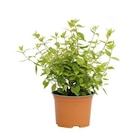 Abélia Panaché - Le pot diam 12 cm - BOTANIC® en promo chez Botanic Abélia Panaché - Le pot diam 12 cm - BOTANIC® dans le catalogue Botanic