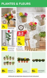 Plante Verte en promo dans le catalogue Carrefour à la page 58