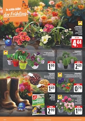 Blumenzwiebeln im E center Prospekt in Zwickau Aktueller E center Prospekt mit Blumenzwiebeln, "Wir lieben Lebensmittel!", Seite 4