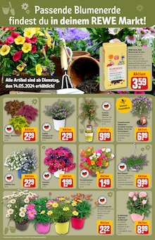 Gartenpflanzen im REWE Prospekt "Dein Markt" mit 30 Seiten (Salzgitter)