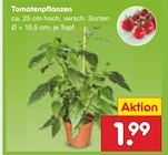 Tomatenpflanzen im Angebot bei Netto Marken-Discount in Münster Tomatenpflanzen Angebote bei Netto Marken-Discount Münster für 1,99 €
