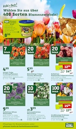 Pflanzen Kölle Tulpen im Prospekt Pflanzen Kölle Tulpen im Prospekt