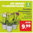 Aktuelles Orchidee Angebot bei Marktkauf in Nürnberg ab 9,99 €