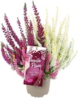 Aktuelle Pflanzen Angebote bei REWE in Hannover Aktuelles Vanilla Plum Angebot bei REWE in Hannover ab 2,59 €