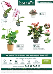 Offre Anthurium dans le catalogue Botanic du moment à la page 6