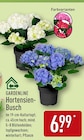 ALDI Nord Voigtstedt - Hortensien-Busch Angebot im Prospekt Hortensien-Busch bei ALDI Nord im Voigtstedt Prospekt für 6,99 €