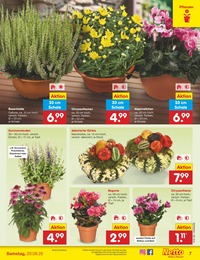 Kürbis Angebot im aktuellen Netto Marken-Discount Prospekt auf Seite 7