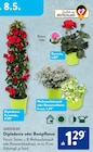 Dipladenia oder Beetpflanze von GARDENLINE für 1,29 € bei ALDI SÜD im Angebot Dipladenia oder Beetpflanze von GARDENLINE im aktuellen ALDI SÜD Prospekt