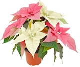 Herbststern  im aktuellen Penny Prospekt für 2,99 €