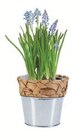 Blumenzwiebeln für 2,99 € bei Lidl im Angebot Blumenzwiebeln im aktuellen Lidl Prospekt