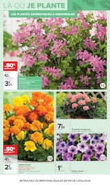 Promos Géranium dans le catalogue "JARDIN, LÀ OÙ LA VIE SE CULTIVE" de Carrefour Géranium en promo dans le catalogue Carrefour à la page 5