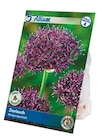 Blumenzwiebeln Allium Angebote bei Netto mit dem Scottie Greifswald für 2,99 €