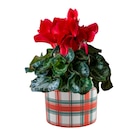 Cyclamen "Halios" à 8,99 € dans le catalogue Jardiland