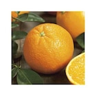 Botanic Gaillard - Promo BOTANIC®-Oranger Bio. Le pot de 6 litres Promo BOTANIC®-Oranger Bio. Le pot de 6 litres à 73,99 € dans le catalogue Botanic à Gaillard