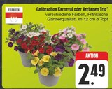 Aktuelle Blumen Angebote bei EDEKA in Erlangen Aktuelles Calibrachoa Karneval Angebot bei EDEKA in Erlangen ab 2,49 €