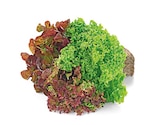 Wurzelsalat Salattrio im Angebot bei REWE in Mainz Wurzelsalat Salattrio Angebote bei REWE Mainz für 1,00 €