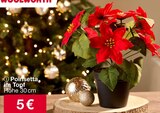 Poinsetta im Topf im Angebot bei Woolworth in Emden Poinsetta im Topf Angebote bei Woolworth Emden für 5,00 €