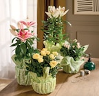 PLANTE FLEURIE PRÊT À OFFRIR DANS UNE COLLERETTE en promo chez Intermarché Super Noisy-le-Grand à 11,99 €