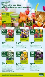 Pflanzen Kölle Blumen im Prospekt Pflanzen Kölle Blumen im Prospekt