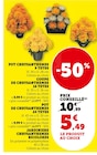 Pot Chrysanthèmes 9 Têtes dans le catalogue Super U