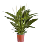 Aktuelle Zimmerpflanzen Angebote bei Lidl in Duisburg Aktuelles Spathiphyllum Angebot bei Lidl in Duisburg ab 6,99 €