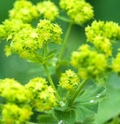 BIO FRAUENMANTEL Angebote bei Dehner Garten-Center Mettmann für 3,99 €