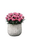 Œillet Dianthus Caryophyllus Oscar en promo chez Carrefour Œillet Dianthus Caryophyllus Oscar dans le catalogue Carrefour